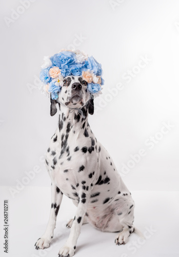 Portrait of dalmatian dog, wearing blue flower wreath in front of white background. Funny dog wearing floral wreath. Party concept. Copy Space