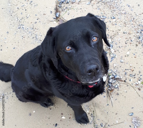 Labrador am Strand