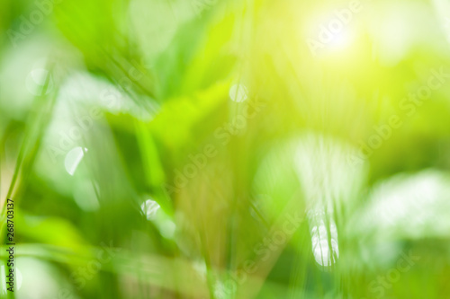 Blurred green nature background. Green grass in the summer forest in the sunlight.