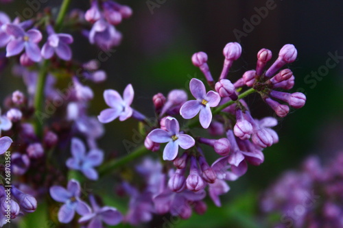purple flowers © Андрей Уткин