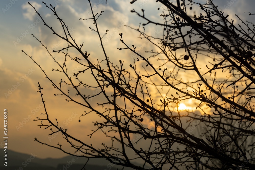 Rosehip bush and branches of the tree silhouette during sunrise or sunset. Slovakia Rosehip bush and branches of the tree silhouette during sunrise or sunset. Slovakia