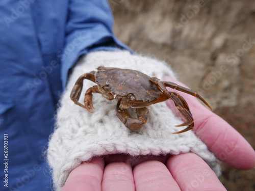 Krabbe auf Hand