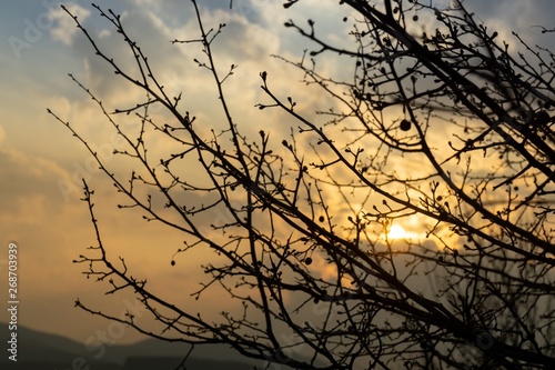 Rosehip bush and branches of the tree silhouette during sunrise or sunset. Slovakia © Valeria