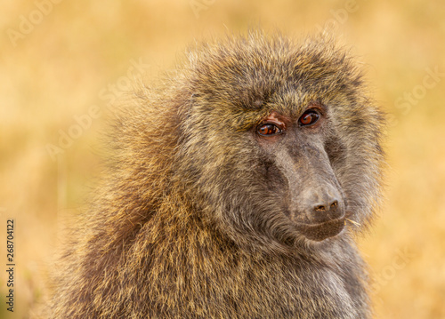 Olive baboon, anubis baboon, Papio anubis, close-up side view face blurred yellow background Ol Pejeta Conservancy, Kenya, East Africa