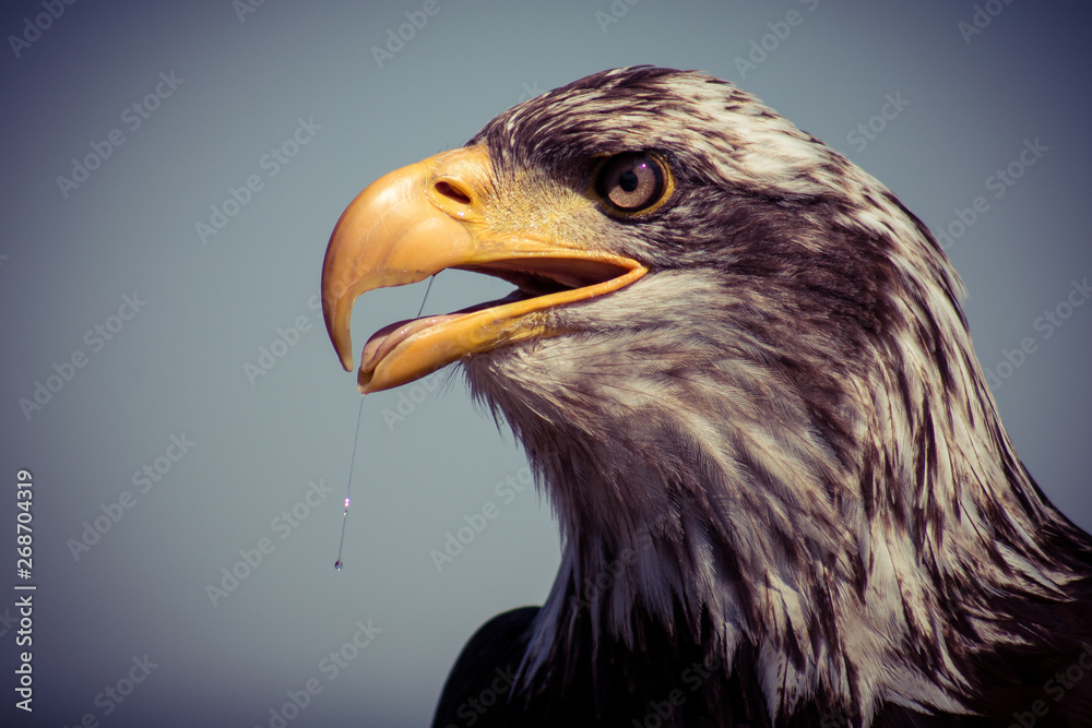 Fototapeta premium Greifvogel Kopf