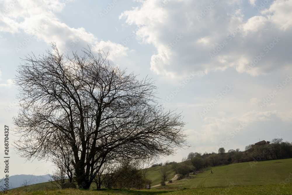 Fototapeta premium Tree silhouette in on meadow during sunrise or sunset. Slovakia