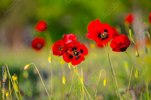 closeup red poppy among a green fields