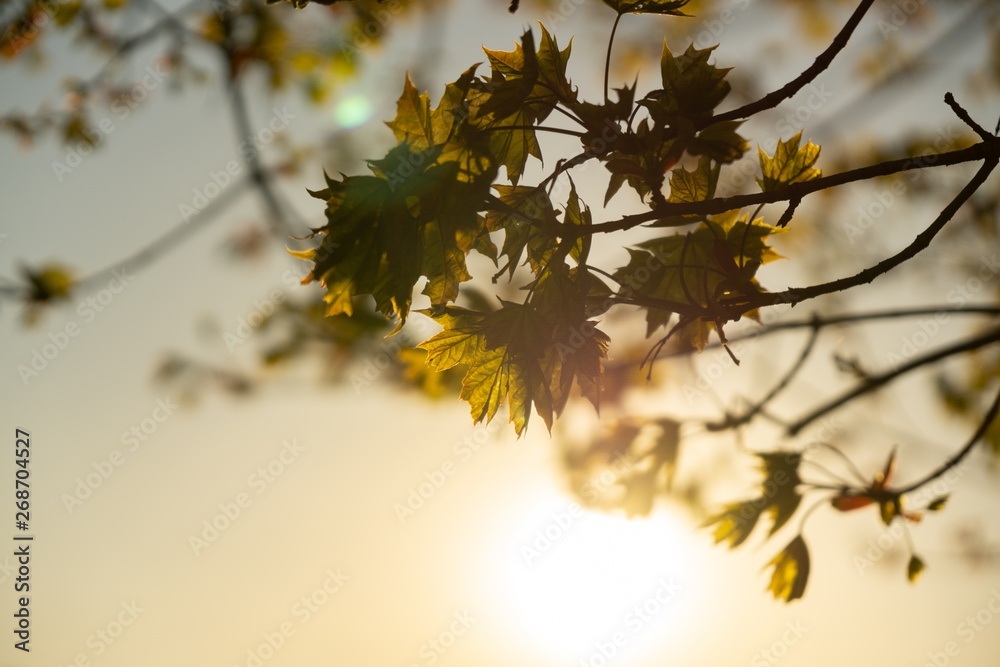 Obraz premium Green young spring leaves on the tree during sunrise or sunset. Slovakia
