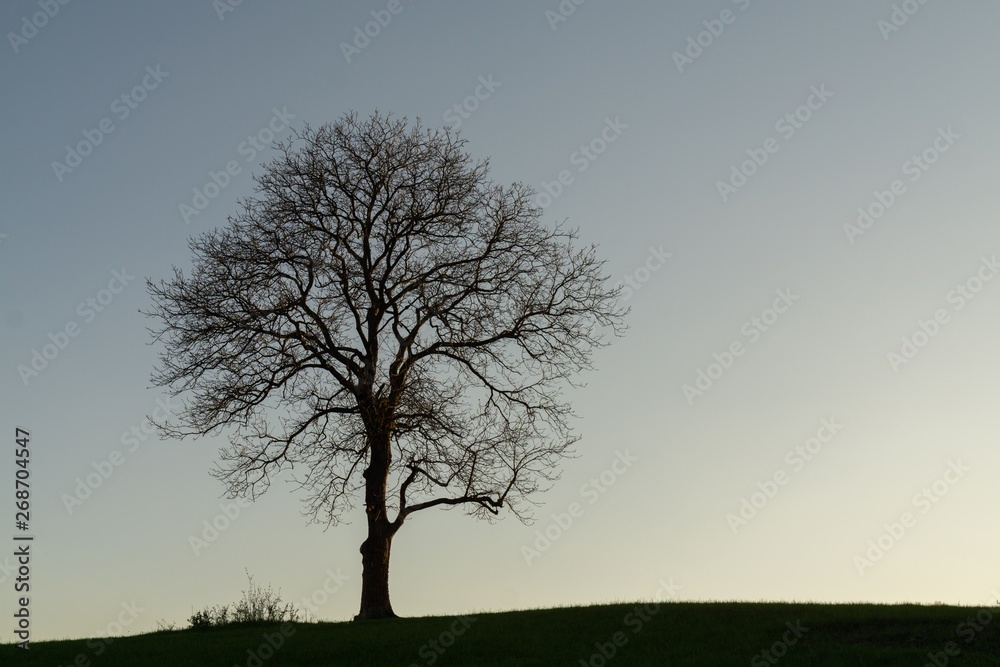 Obraz premium Abandoned walnut tree on meadow. Slovakia 