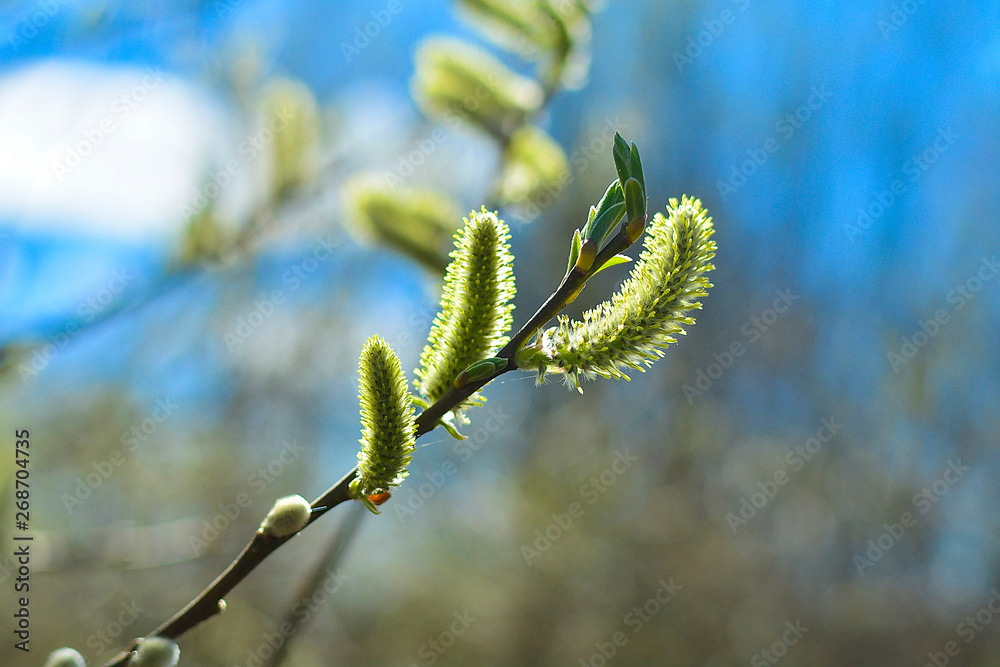 Naklejka premium Blooming willow close up. Image for background, greeting card, greeting, and project or design. soft focus.