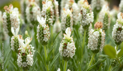 Rabbit eared white lavender plant