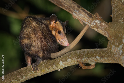 Fotografia Common Opossum - Didelphis marsupialis also called the southern or black-eared o