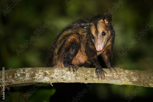 Common Opossum - Didelphis marsupialis also called the southern or black-eared opossum or gamba or manicou, marsupial species living from the northeast of Mexico to Bolivia photo