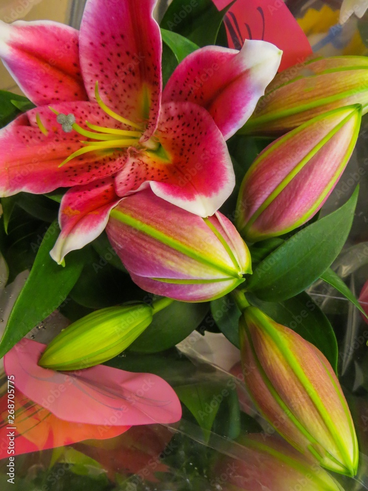 A bouquet of red lilies in transparent paper. Gift option. Closeup.