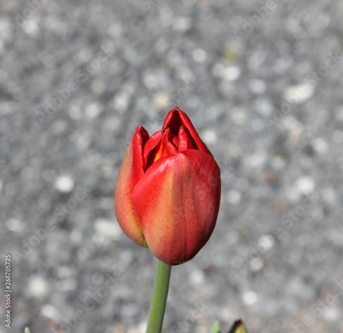 single tulip with background canon lens 24-70mm with f2.8