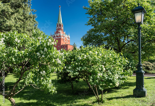 Moscow. May 18, 2019. Lilac and hydrangea blooming in Alexander Garden and a view of the Kremlin’s Trinity Tower photo
