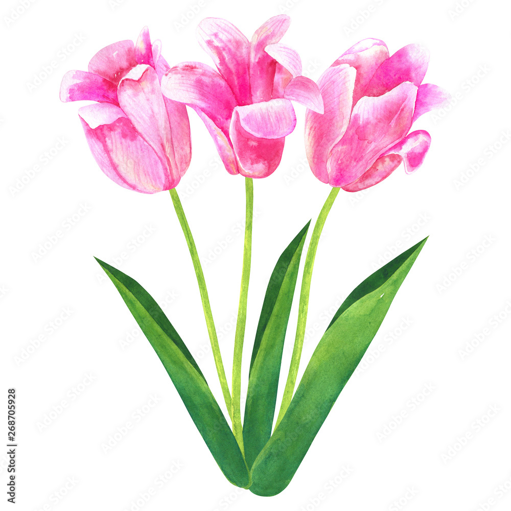 Bouquet of pink tulips. Hand drawn watercolor illustration. Isolated on white background. Bouquet of pink tulips. Hand drawn watercolor illustration. Isolated on white background.