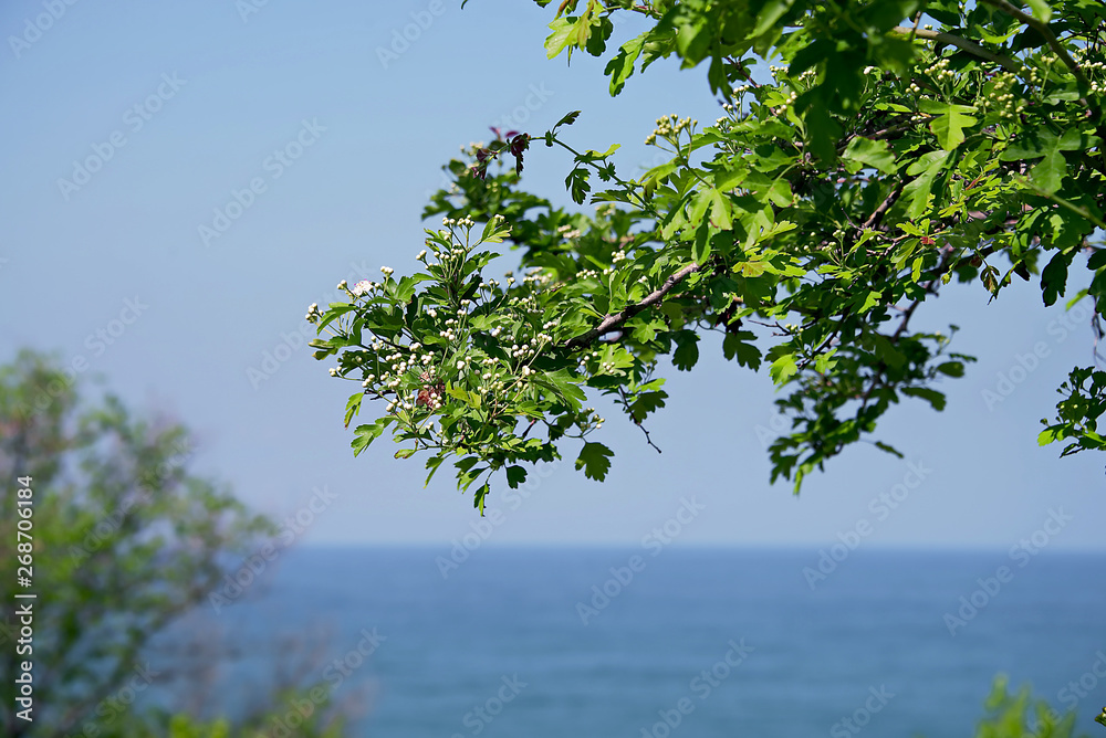 Obraz premium Ветка боярышника