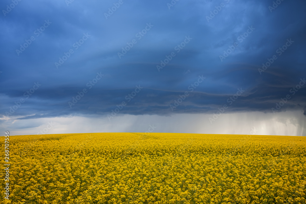 Fototapeta premium Agricultural field during a storm. Heavy rain in a rapeseed field. Damaged agricultural crops