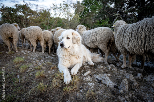 un gros chien de berger blanc au bord d'un troupeau de mouton photo