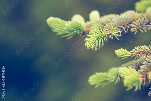 Fresh green fir tree branch