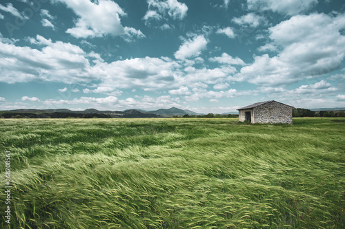 un champs de blé vert avec une maison avec du vent
