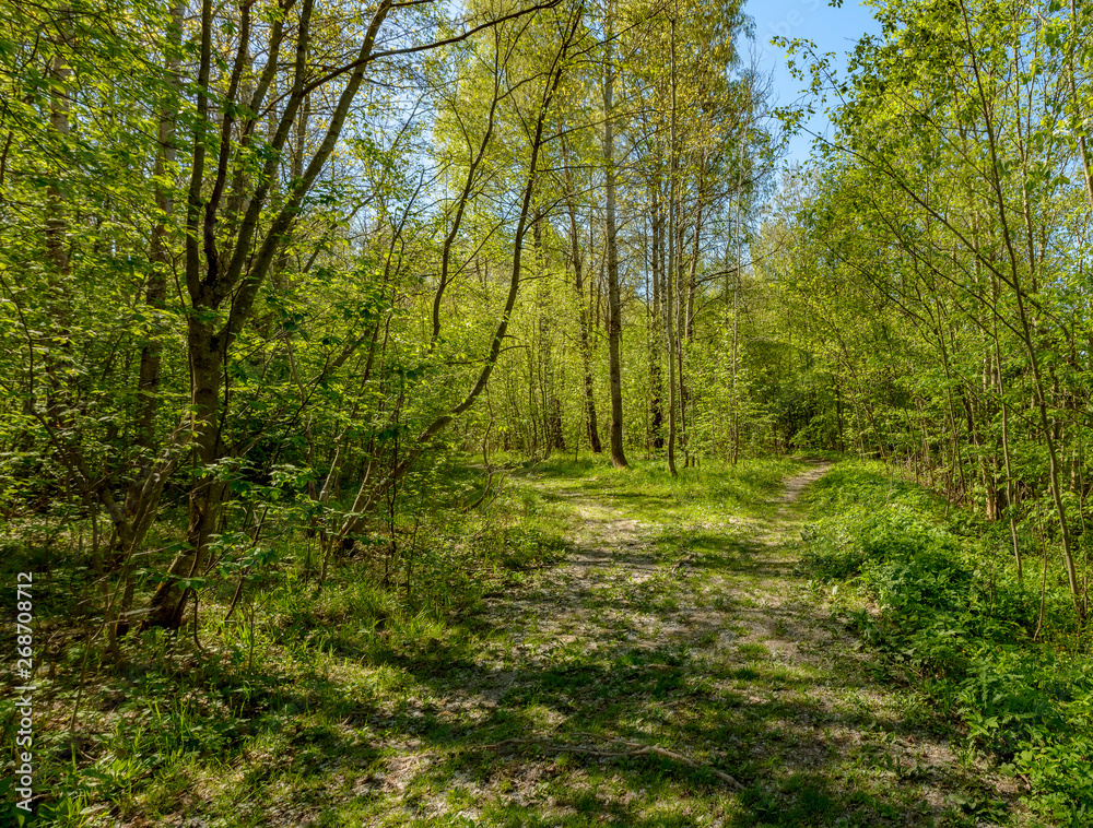 Naklejka premium The Sablino nature reserve.