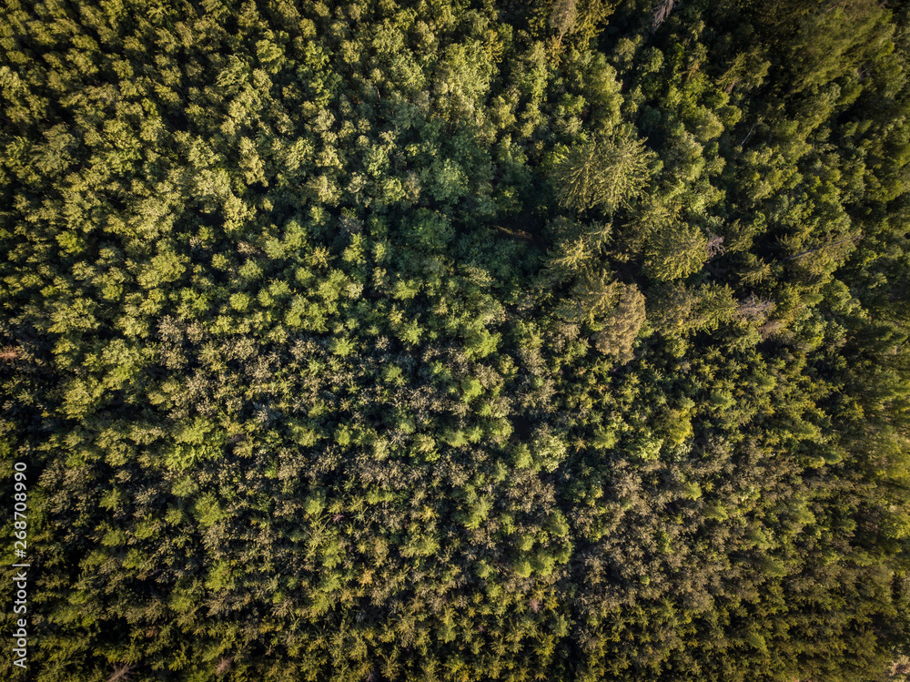Aerial top view of coniferous green trees in a forest in Swiss Alps Aerial top view of coniferous green trees in a forest in Swiss Alps