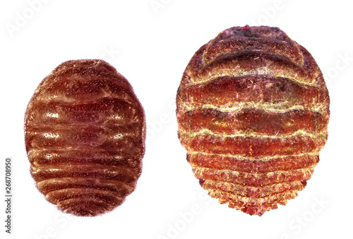 Cochineal scales, Dactylopius opuntiae and Dactylopius coccus (Hemiptera: Dactylopiidae) are a scale insects, from which the natural dye carmine is derived. Females. Isolated on a white background photo