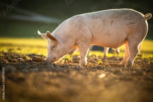Fotografie, Obraz Pigs eating on a meadow in an organic meat farm