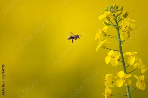 Bee collecting the nectar from colza flowers