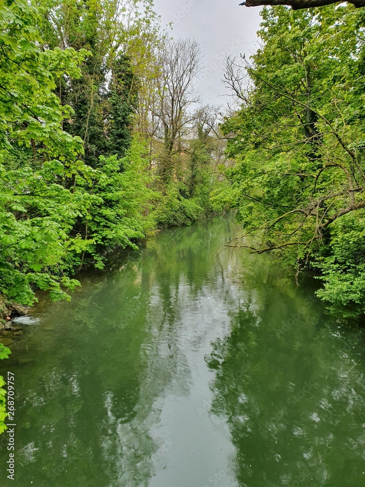 river in the forest