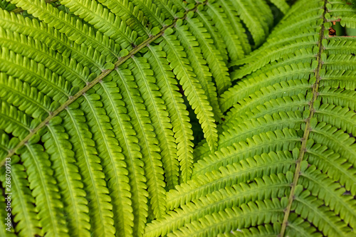 leaf of fern
