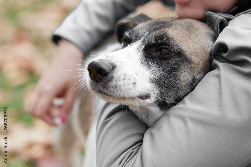 Woman's hands hug a dog in the autumn forest for a walk. Woman's hands hug a dog in the autumn forest for a walk.