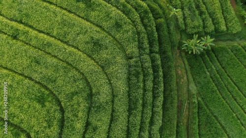 View from above of the Jatiluwih terraces ricefield in Bali, Unesco world heritage, Indonesia