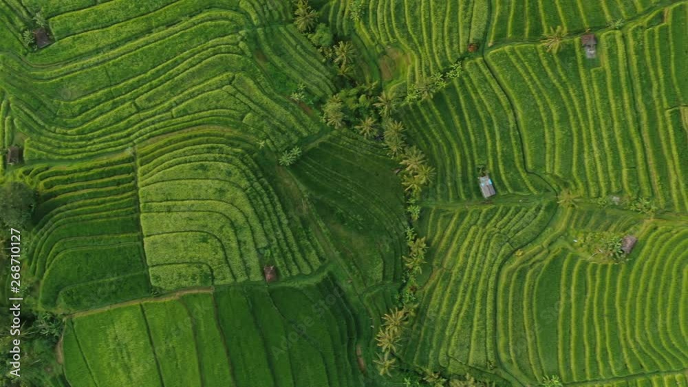 Rice fields in Bali Rice fields in Bali