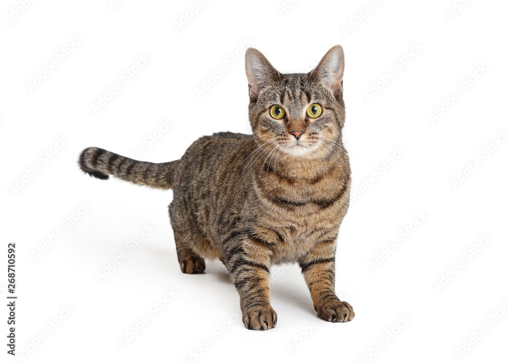 Attentive Brown and Black Tabby Cat Over White