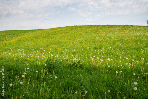 Zielone wzgórza, kwiecista łąka z pogodnym niebem