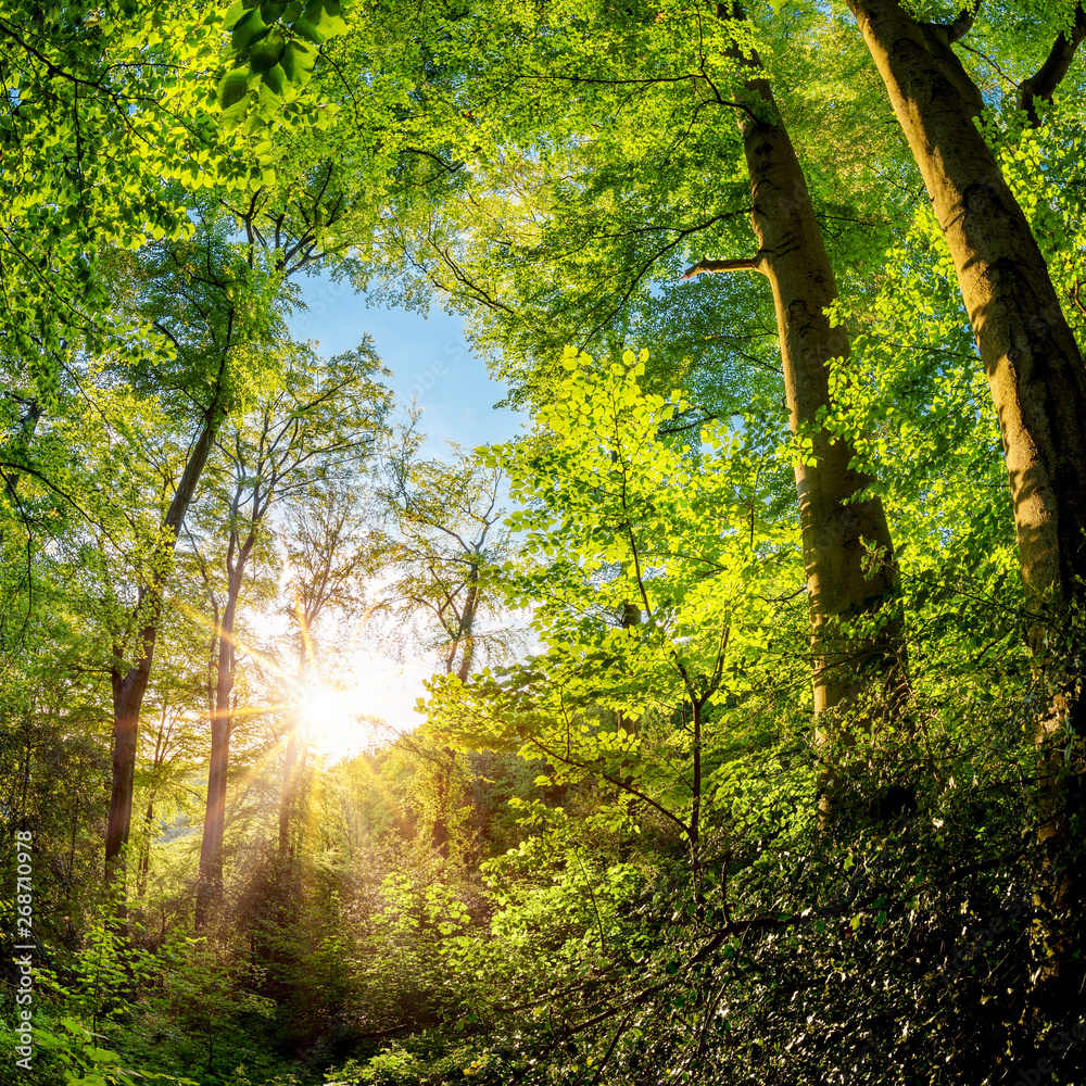 Fototapeta premium Beautiful forest in spring with bright sun shining through the trees