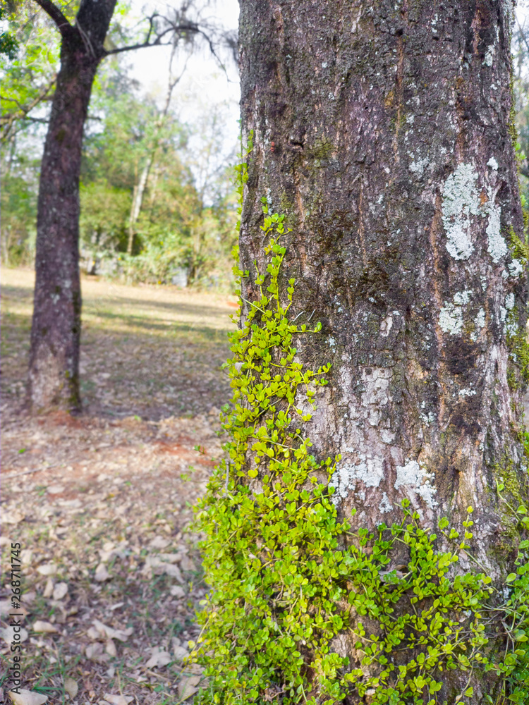 Naklejka premium Tree with bindweed