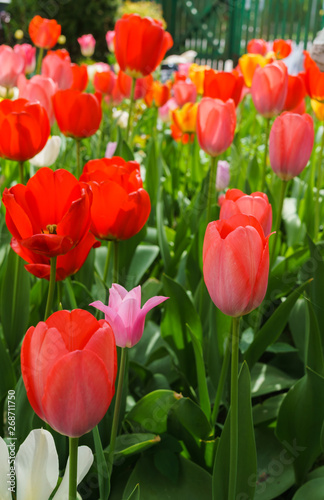 Multicolored tulips in the garden in the spring garden. © lizaveta25