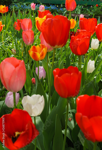 Multicolored tulips in the garden in the spring garden.