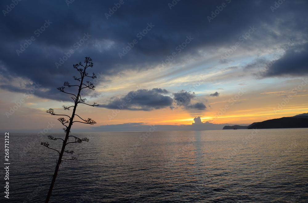 agave tree on the mediterranean sea, Italy, colorful sunset background