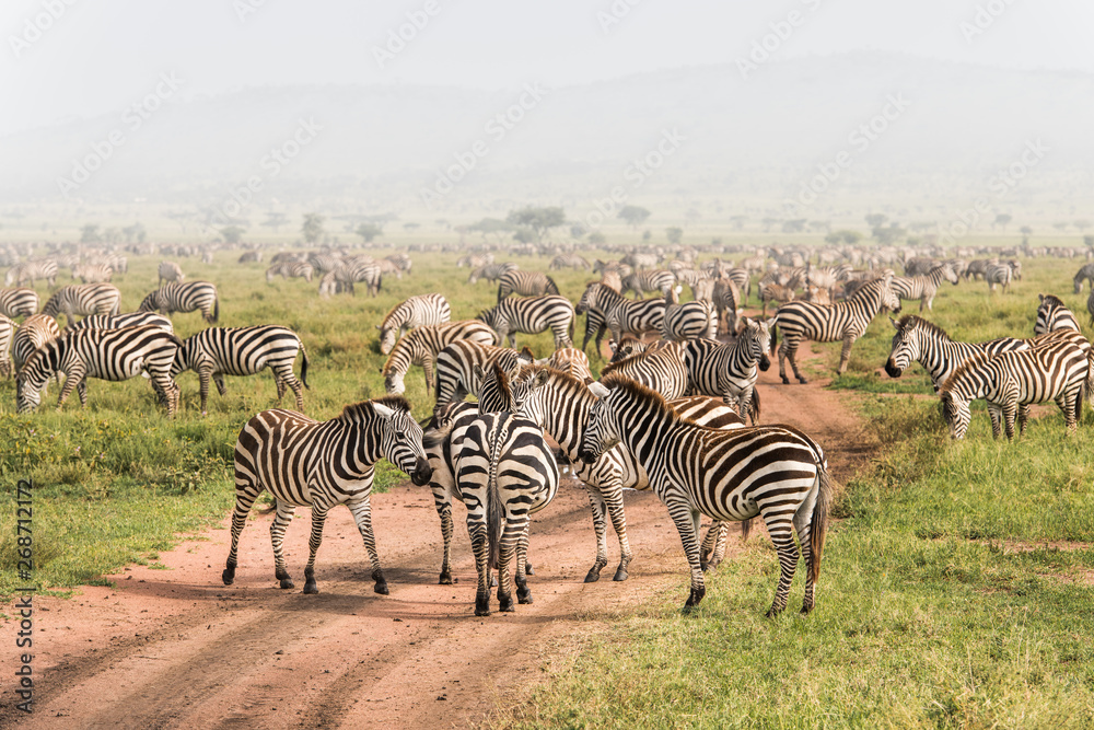 Herd of wild zebras on dirt road in Serengeti National Park of Tanzania. - obrazy, fototapety, plakaty 