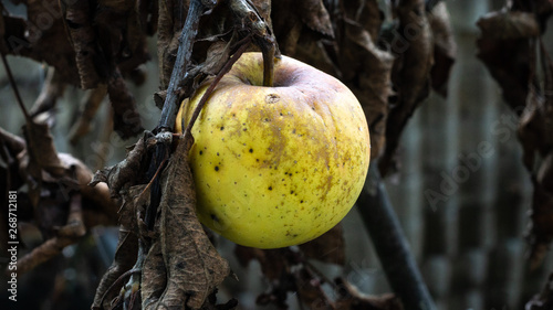 Apfel im Herbstkleid