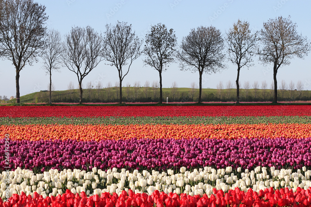 Tulip fields in Netherlands. Improbable palette of color. Tulip fields in Netherlands. Improbable palette of color.