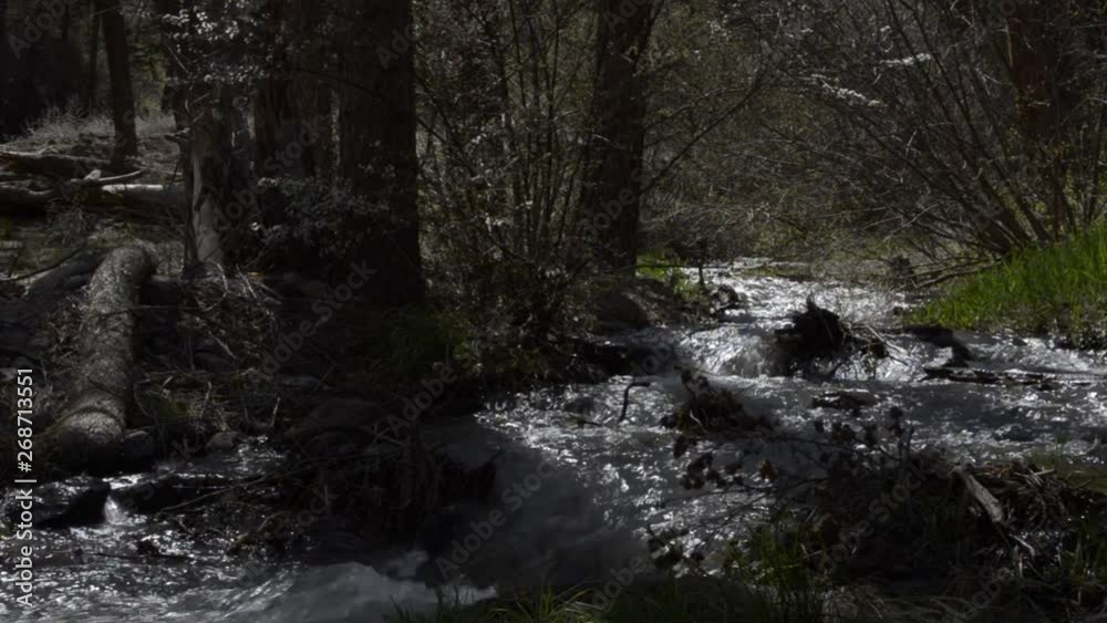 Fast Moving Stream in Forest Evening Fast Moving Stream in Forest Evening