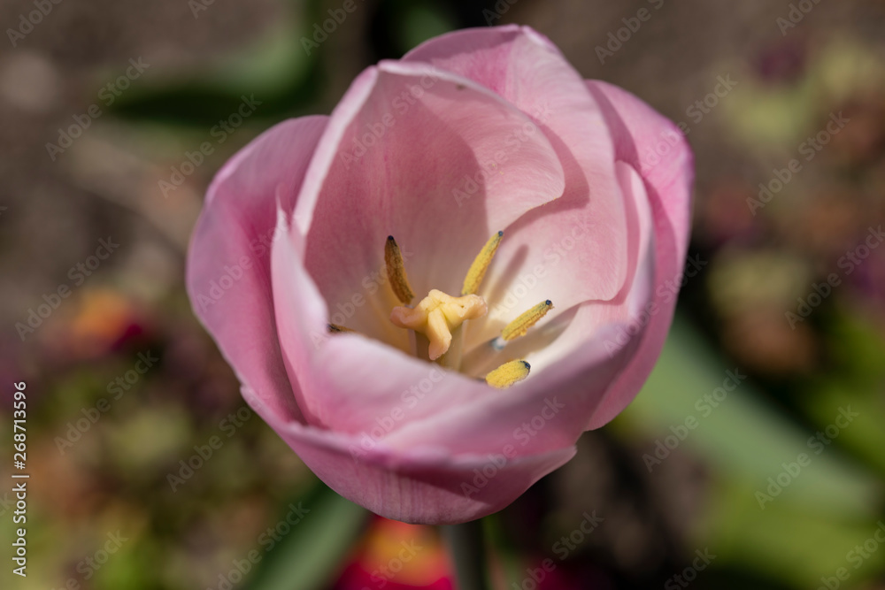 tulip in the garden tulip in the garden