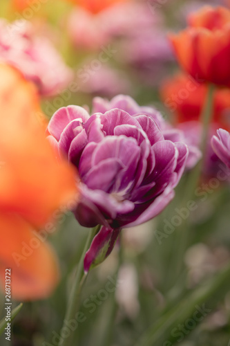 flower bokeh