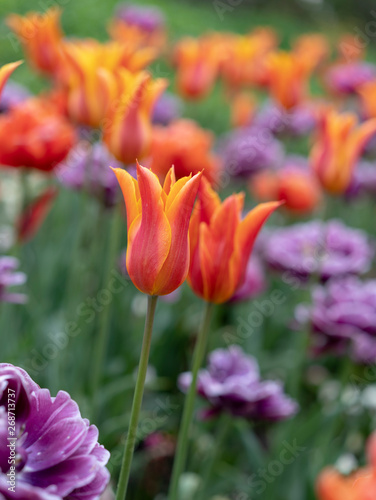 orange tulip flowers